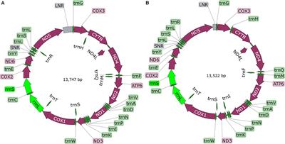 Genetic Evolution and Implications of the Mitochondrial Genomes of Two Newly Identified Taenia spp. in Rodents From Qinghai-Tibet Plateau